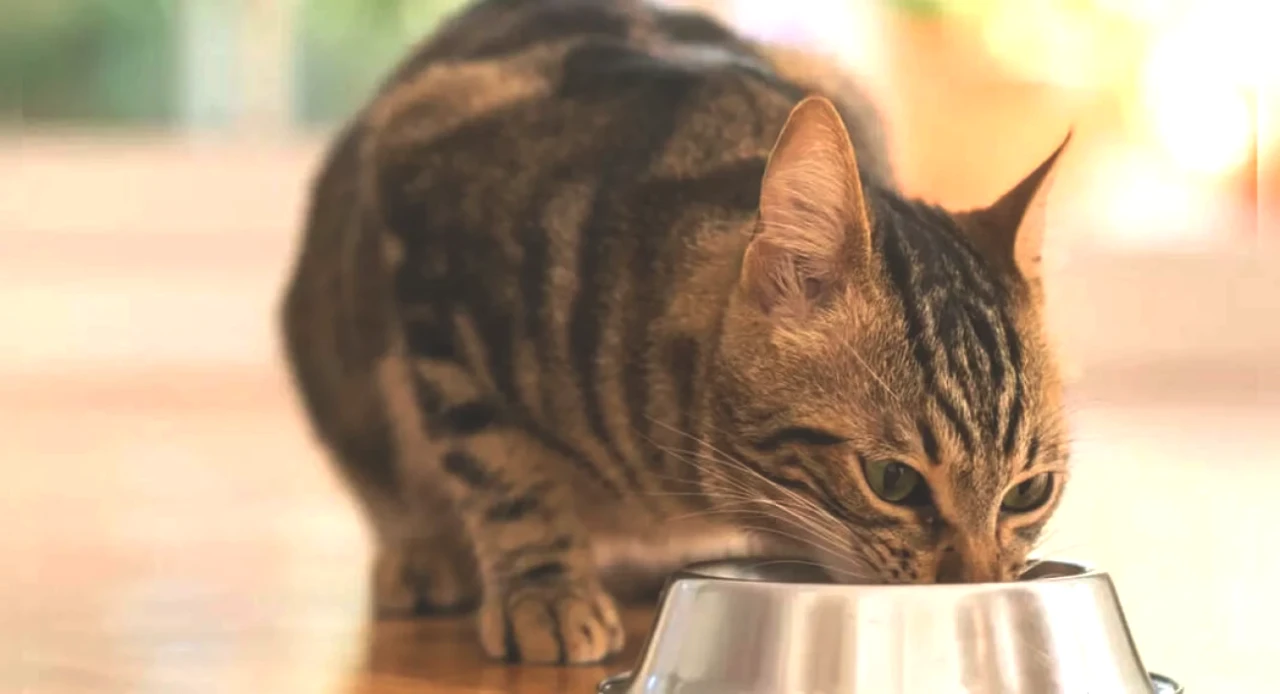 Yavru Kedi Kuş Gribi Nedeniyle Euthanize Edildi! Pet Besleme Güvenliği İçin Önlemler